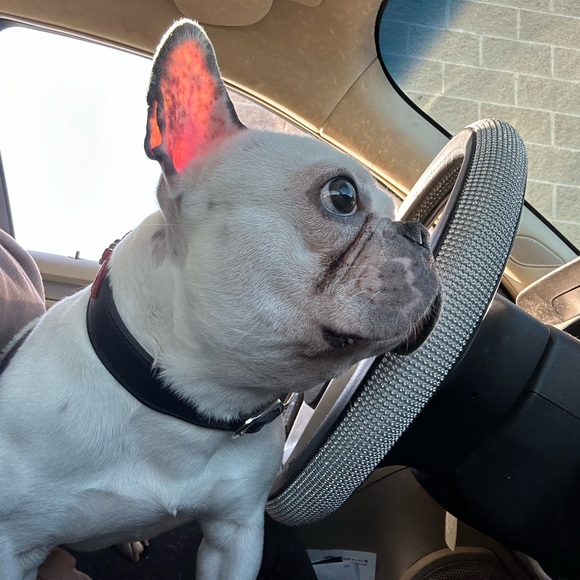 Meet your Posher, Barb - Picture 3 of 4